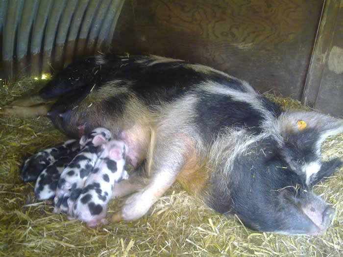 Lalya the Kune Kune and Piglets