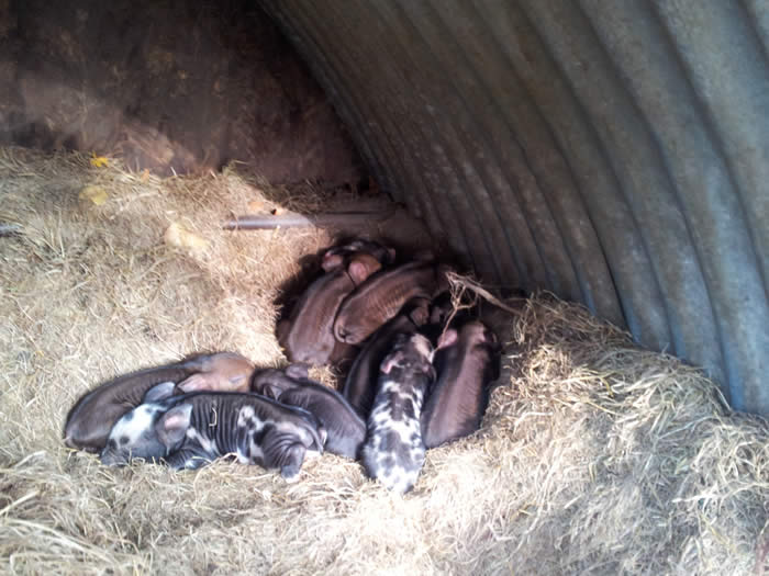 Matilda the Kune Kune and Piglets