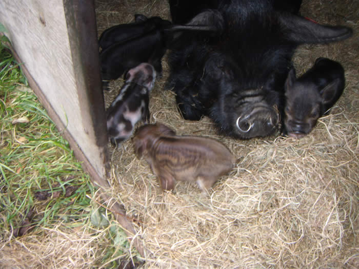 Harriet the Kune Kune and Piglets