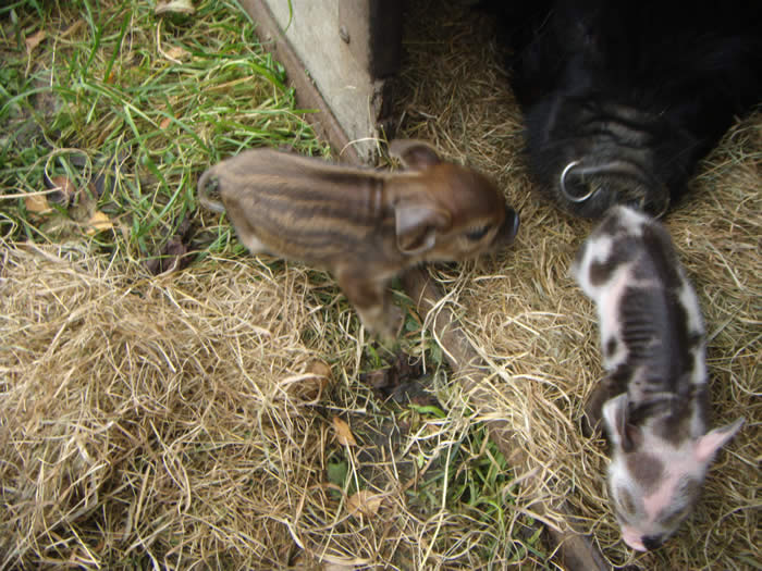 Harriet the Kune Kune and Piglets