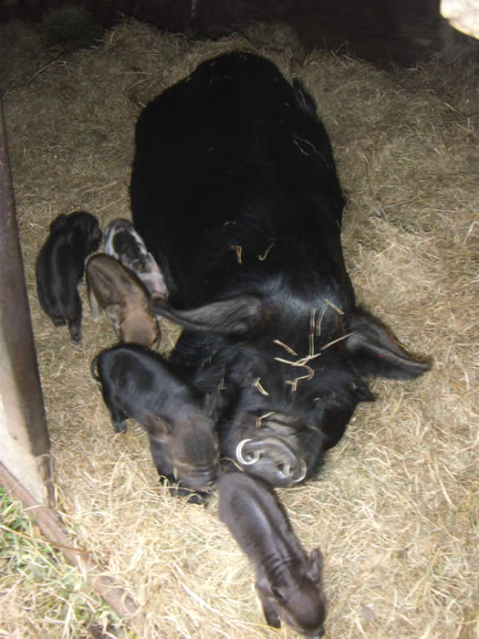 Harriet the Kune Kune and Piglets