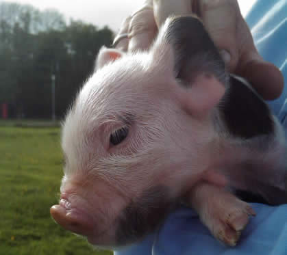 Kune Kune Piglet