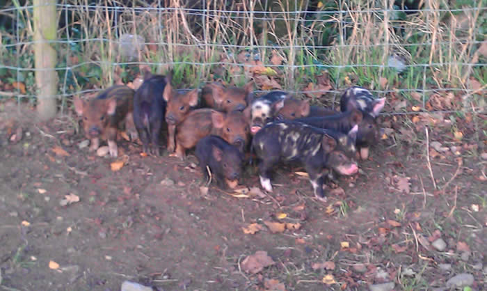 Matilda the Kune Kune and Piglets