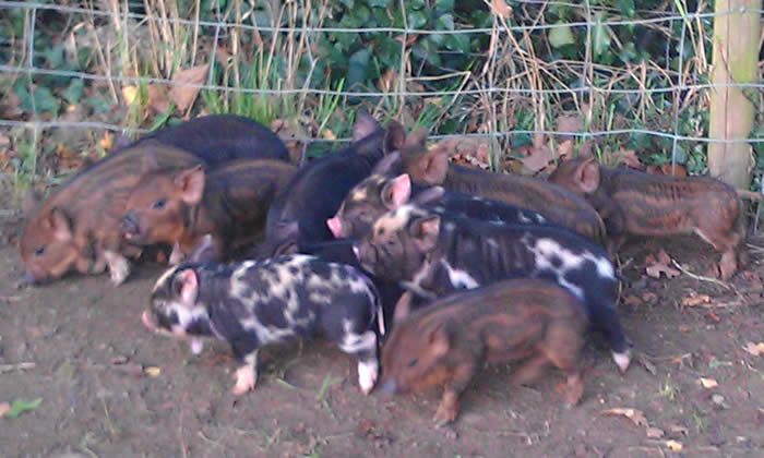 Matilda the Kune Kune and Piglets