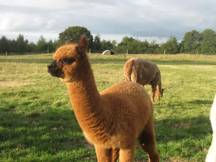 Our Alpaca Rocky