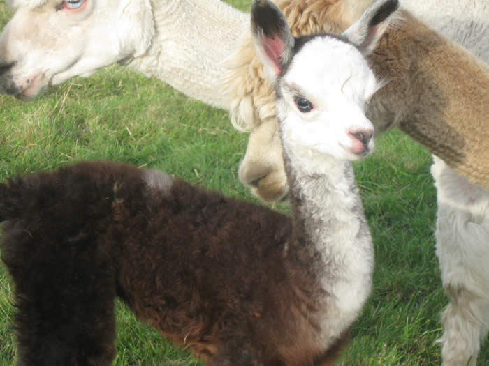 Alpaca cria called Bess