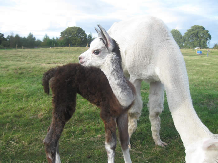 Alpaca Annie with baby cria called Bess